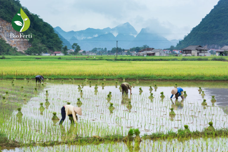 Read more about the article BIOFERTI – GIẢI PHÁP HẠN CHẾ CÁC TÁC NHÂN GÂY HẠI Ở CÂY LÚA