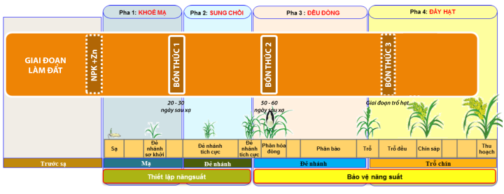 Bioferti – ĐỒNG HÀNH CÙNG PHƯƠNG PHÁP TRỒNG RUỘNG LÚA LUÂN CANH NUÔI TÔM.