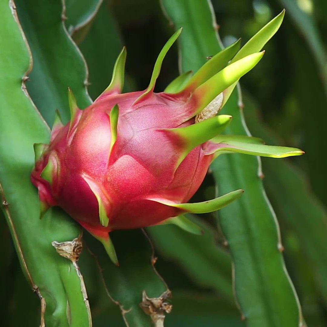 Read more about the article BÓN PHÂN HỮU CƠ BIOFERTI, THANH LONG CHO QUẢ “KHỦNG” LÃI RÒNG CAO VÀ HẠN CHẾ THỐI RỄ, KHÔ CÀNH