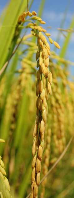 Bioferti Organic AQS4
